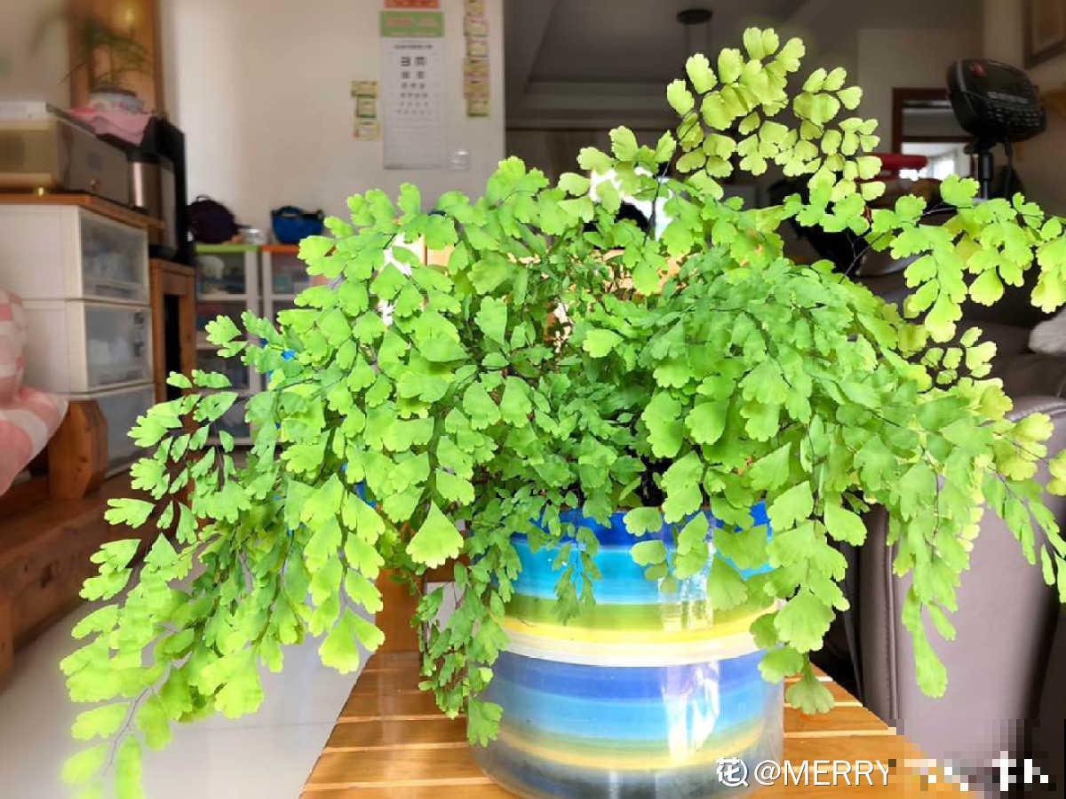 秋天养盆“杀菌花”，香味四溢增加湿度，还能净化室内空气