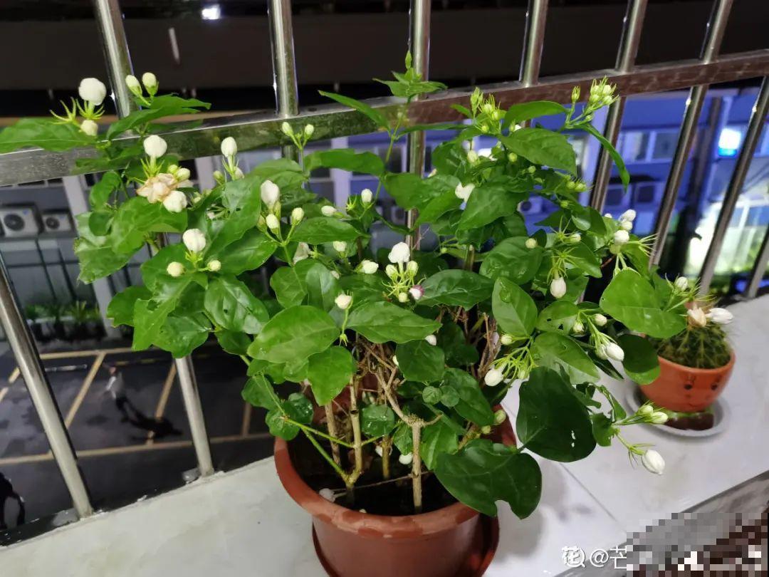 9个开花劳模，施肥不能停，不然越养越差劲