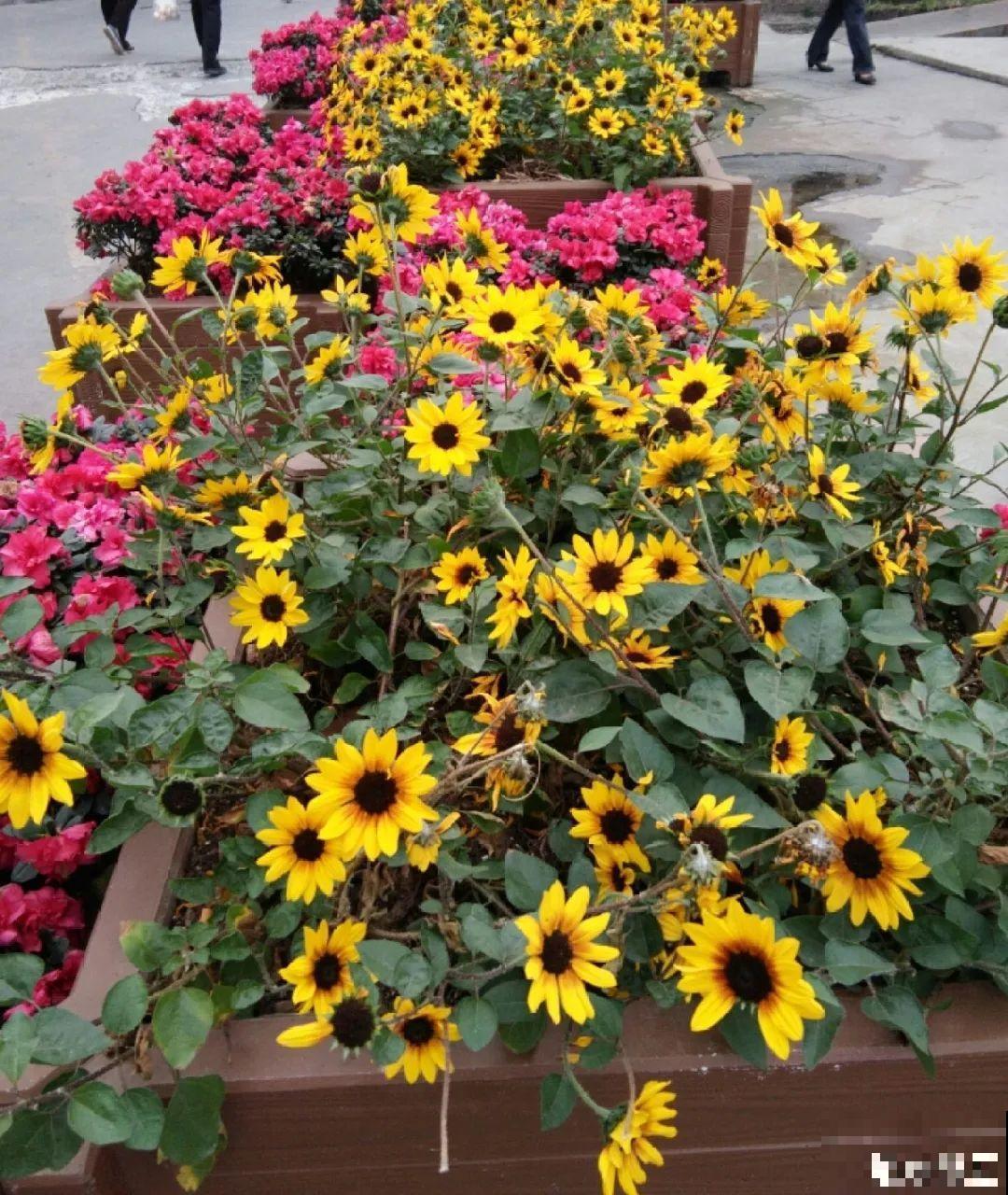 绿化带“壕”无人性，10万块的花堆一起，你认识几个？