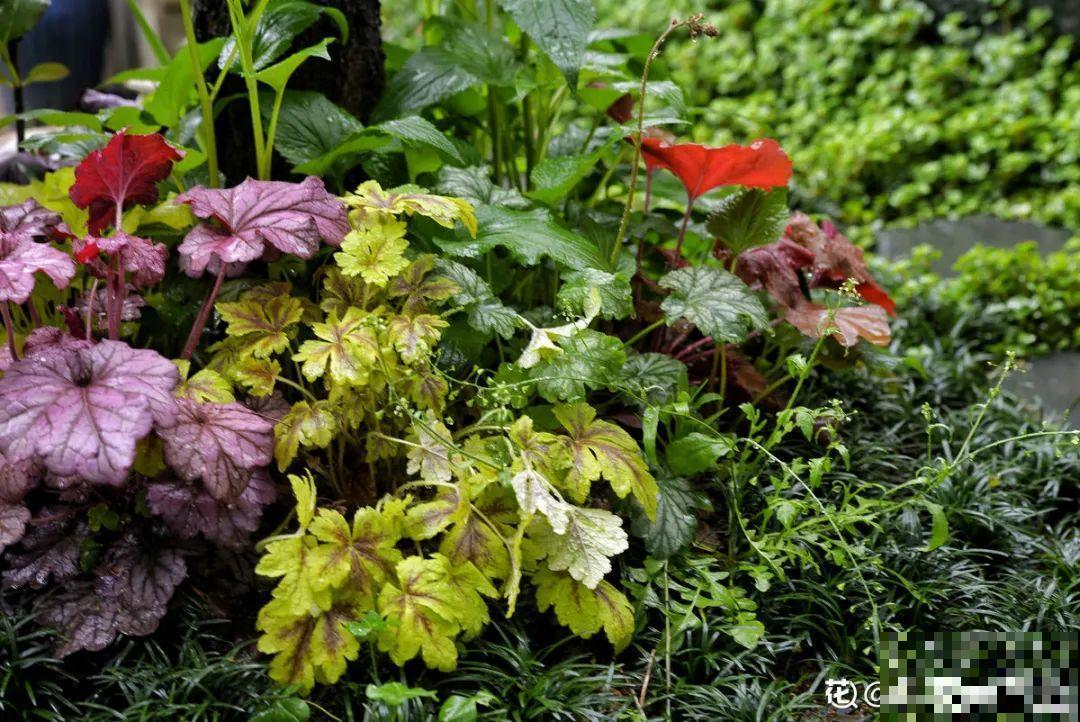有个小院种种菜,养点花草,忘记半生喧嚣 有个小院种种菜,养点花草,忘记半生喧嚣