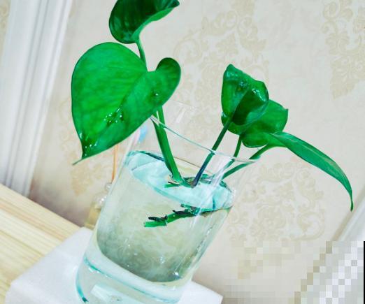 夏天在家养水培花，清清凉凉过夏天，养护超简单