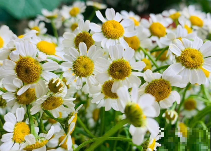 新手养花，记住“4个有”，养活植物没问题