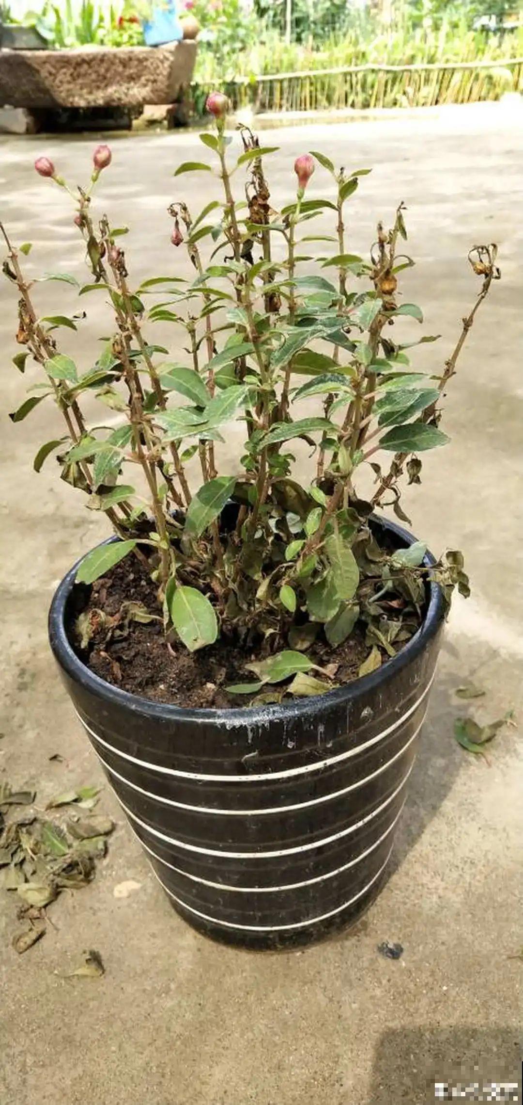 9种花,夏天休眠了,一定少浇水,否则越浇越死 9种花,夏天休眠了,一定少浇水,否则越浇越死