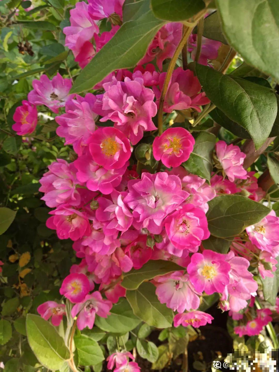 立秋后，7种花要扦插，满盆开花结果子