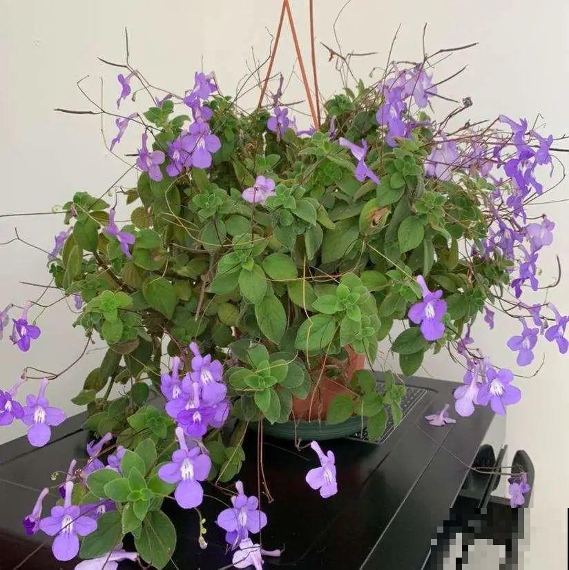 家里光照不足，就养这2种精灵花，耐阴花期长，皮实好养