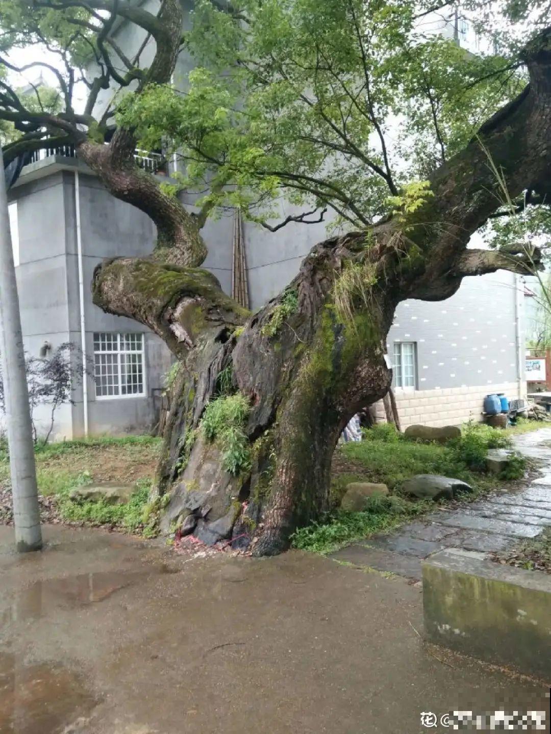 江西无蚊村,种满“驱蚊树”,一年四季没蚊子 江西无蚊村,种满“驱蚊树”,一年四季没蚊子