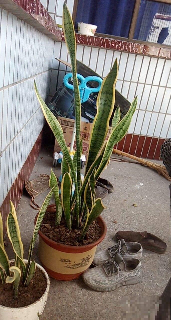 秋天养护虎尾兰,3个要点要注意,冒出满盆“小钢芽” 秋天养护虎尾兰,3个要点要注意,冒出满盆“小钢芽”