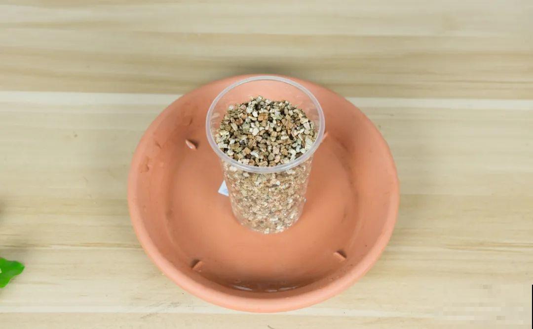 8种花，越热越扦插，大白根呼呼冒