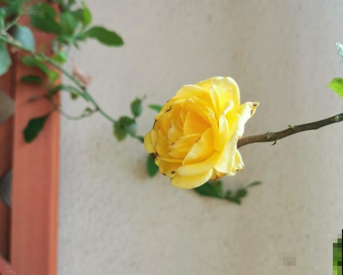 不同花的寓意和象征