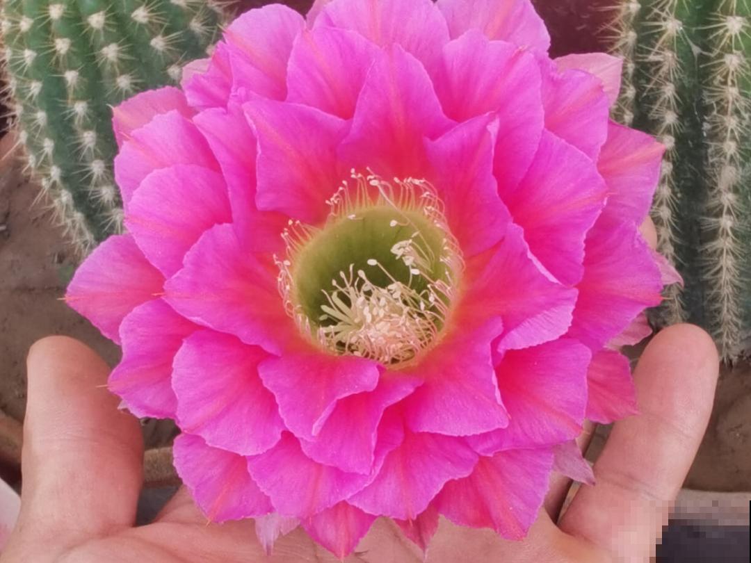 10种花开完不要剪，等20天之后，1盆变多盆