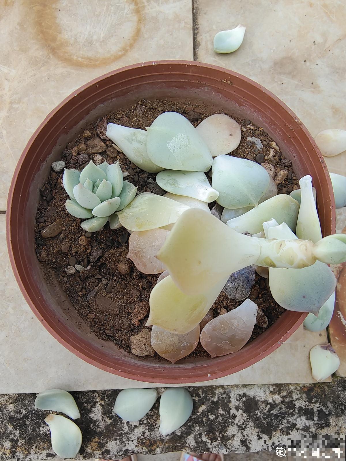 多肉出现这4个症状，就是生病了，再不注意全是隐患