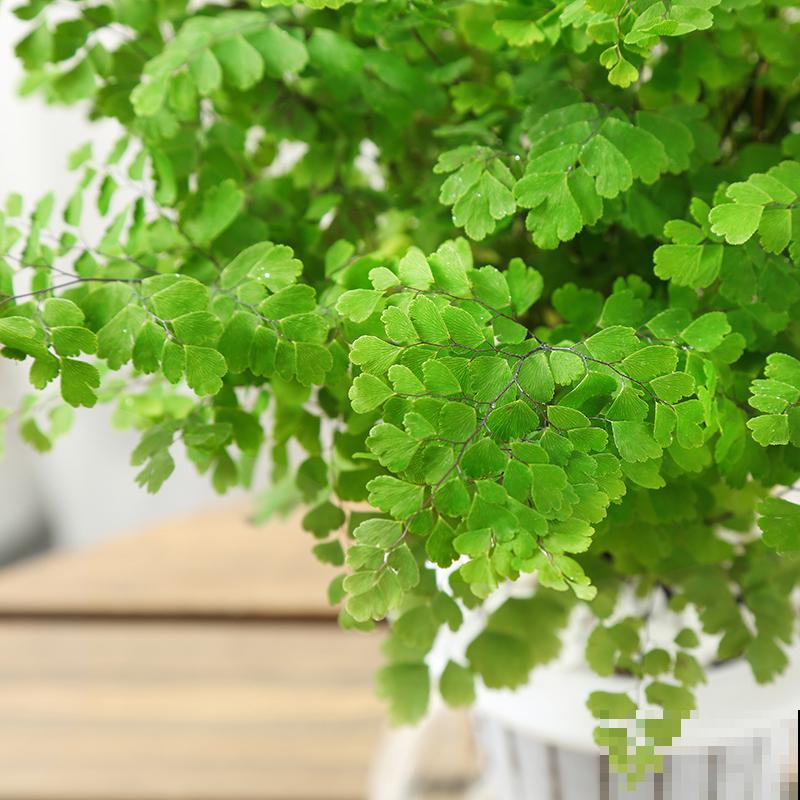 夏天室外养花，不能随心所欲，不然容易烂根又晒伤