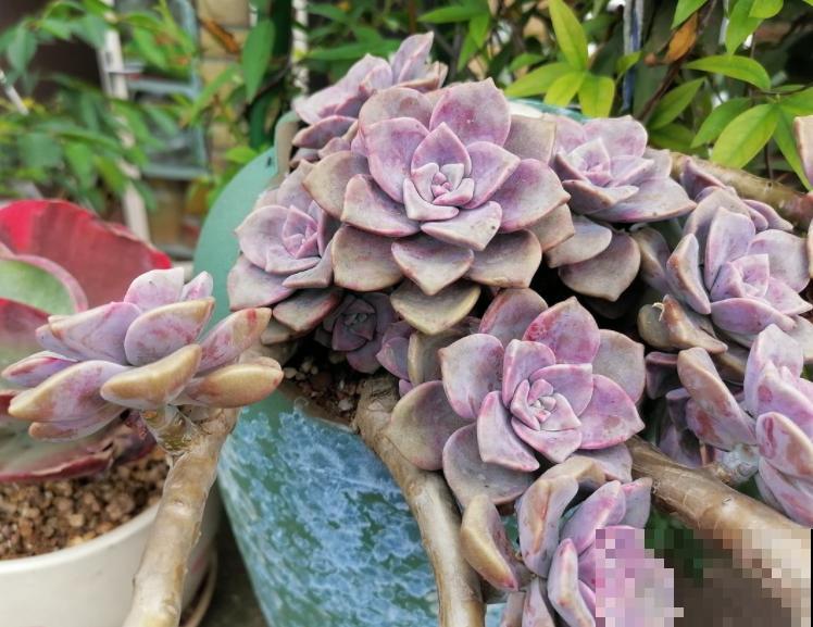 多肉品种那么多，适合露养的也就这几种，赶紧列为首选！