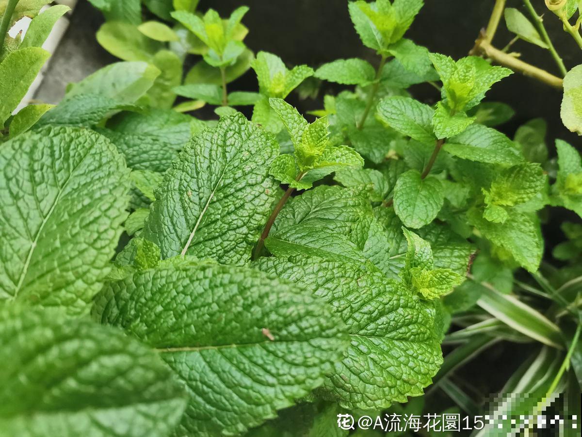 老中医爱养的60种植物，图文并茂特详细，种一盆养人养身心