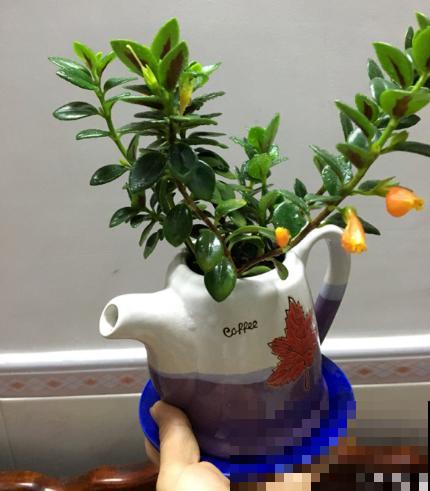 水壶还能养植物？只要3步，看看大家咋养的