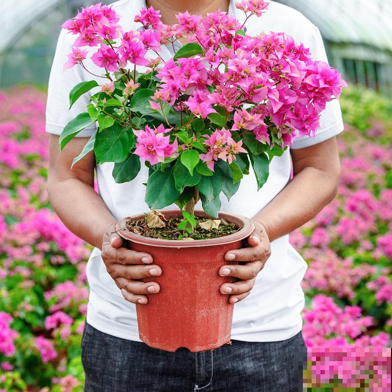 耐旱皮实的三角梅，一年能开大半年，真怕累坏它