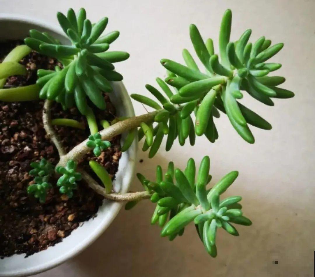 现在给花剪一刀,剪成一个“小平头”,呼呼冒芽爆盆 现在给花剪一刀,剪成一个“小平头”,呼呼冒芽爆盆