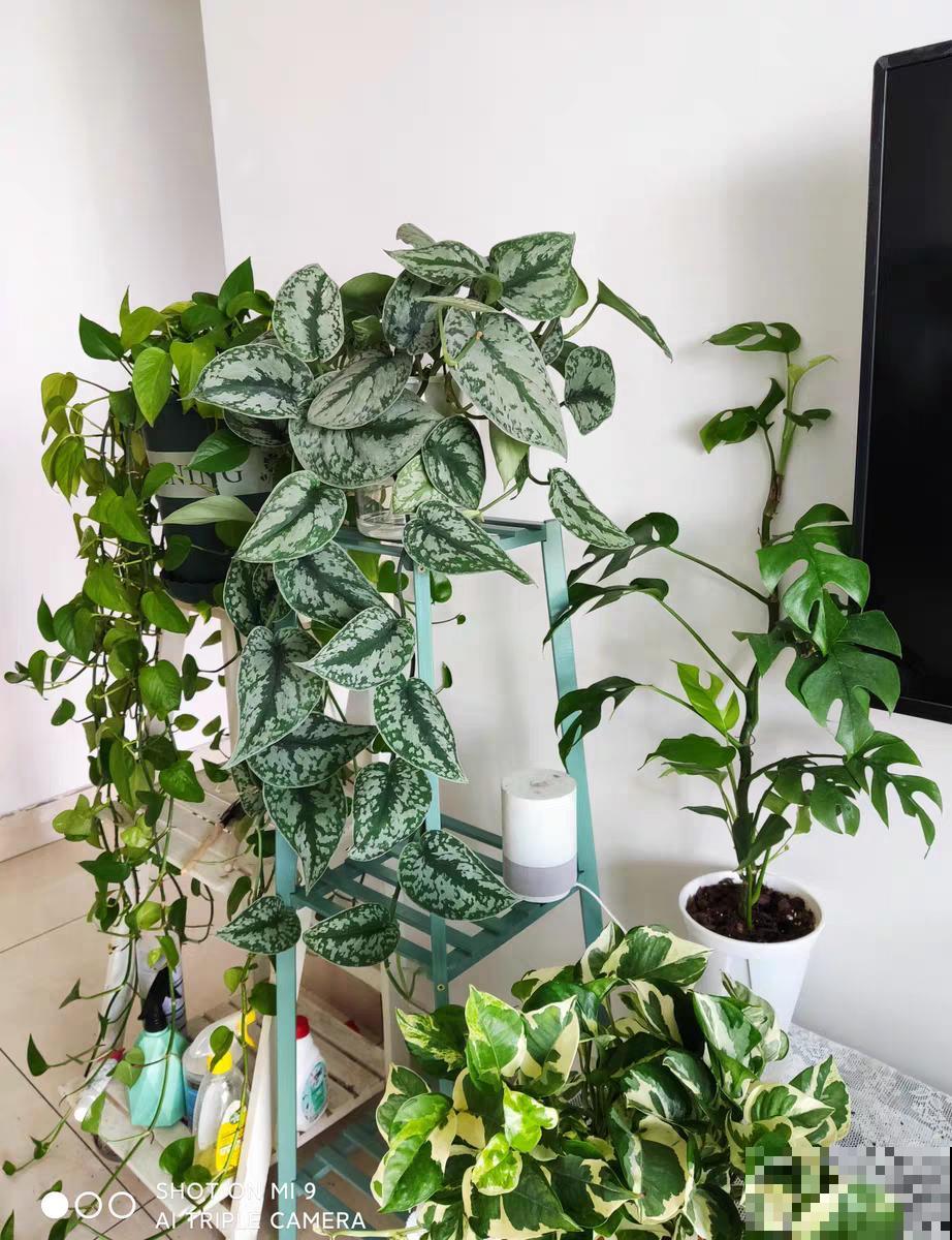 10种花,看着贵气有格调,实际价格很便宜 10种花,看着贵气有格调,实际价格很便宜