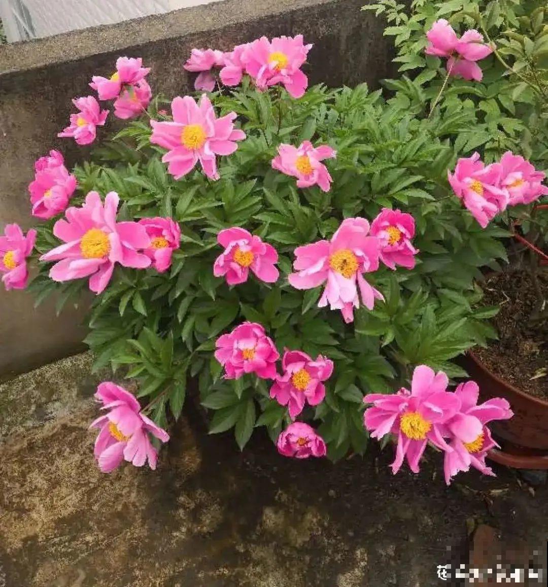 换盆时间到,换好后植物呼呼长,不换全年不开花 换盆时间到,换好后植物呼呼长,不换全年不开花