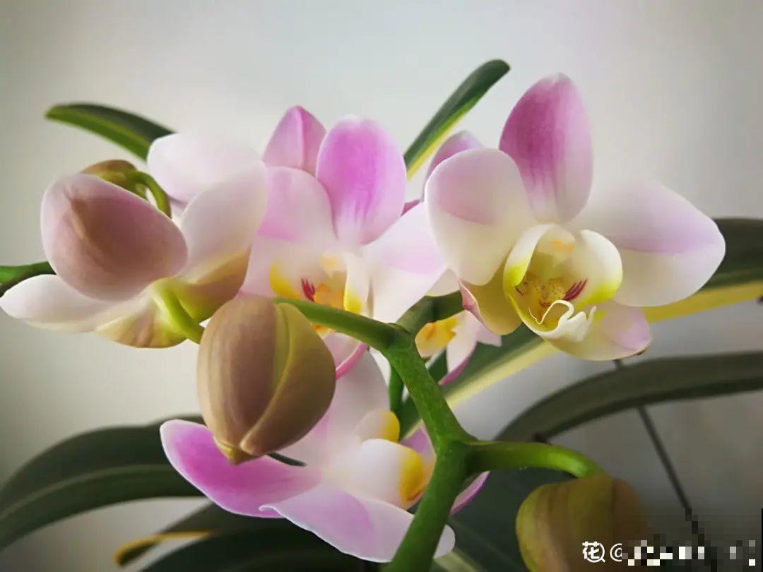 7种花，立秋后换盆，秋冬才能越养越好