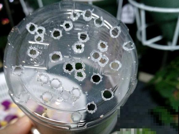 立秋后，7种花要扦插，满盆开花结果子