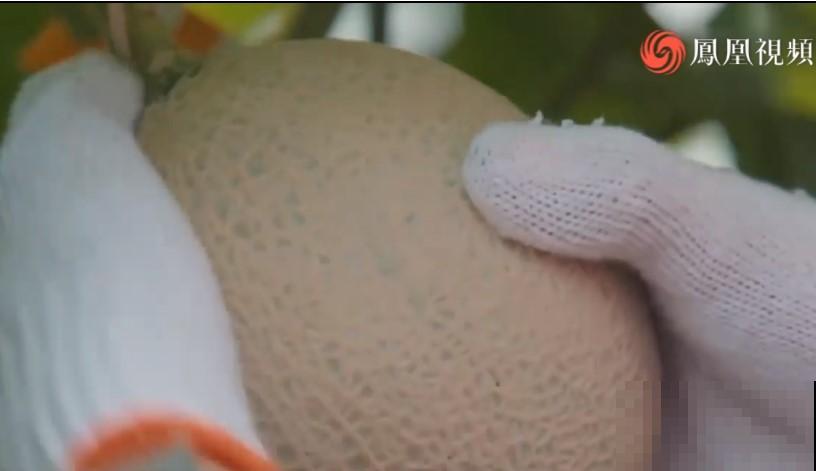 15万块钱的一个蜜瓜，到底有多好吃？