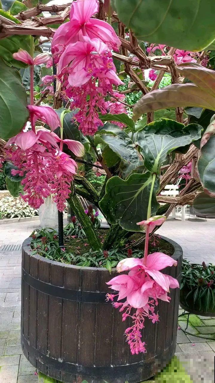 仙气飘飘的花，颜值高、花期长，养一盆不亏