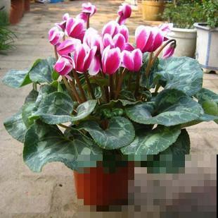 古人说的盆花五姊妹，一个比一个漂亮，放在居室真美观