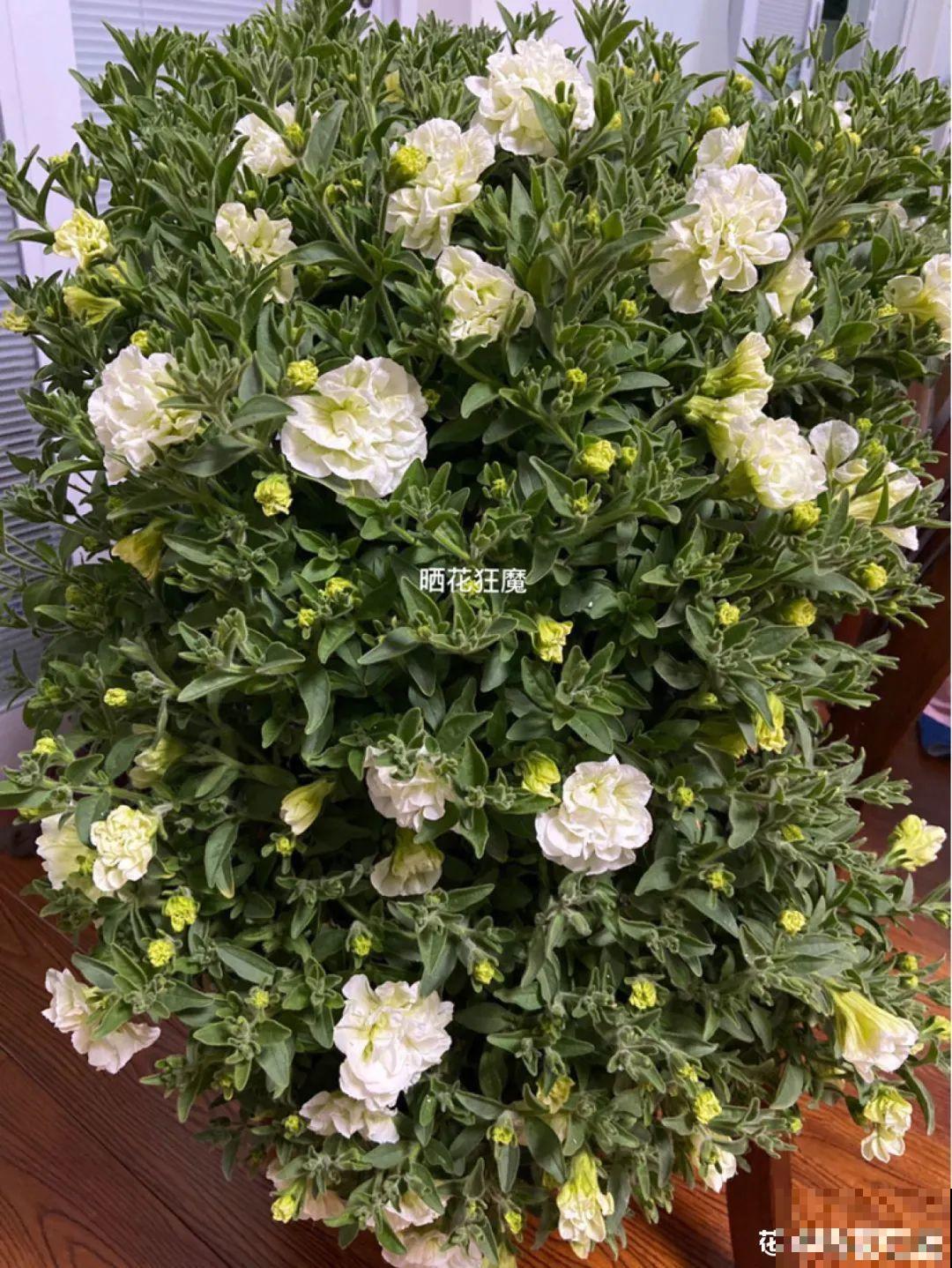 仙气飘飘的花，颜值高、花期长，养一盆不亏