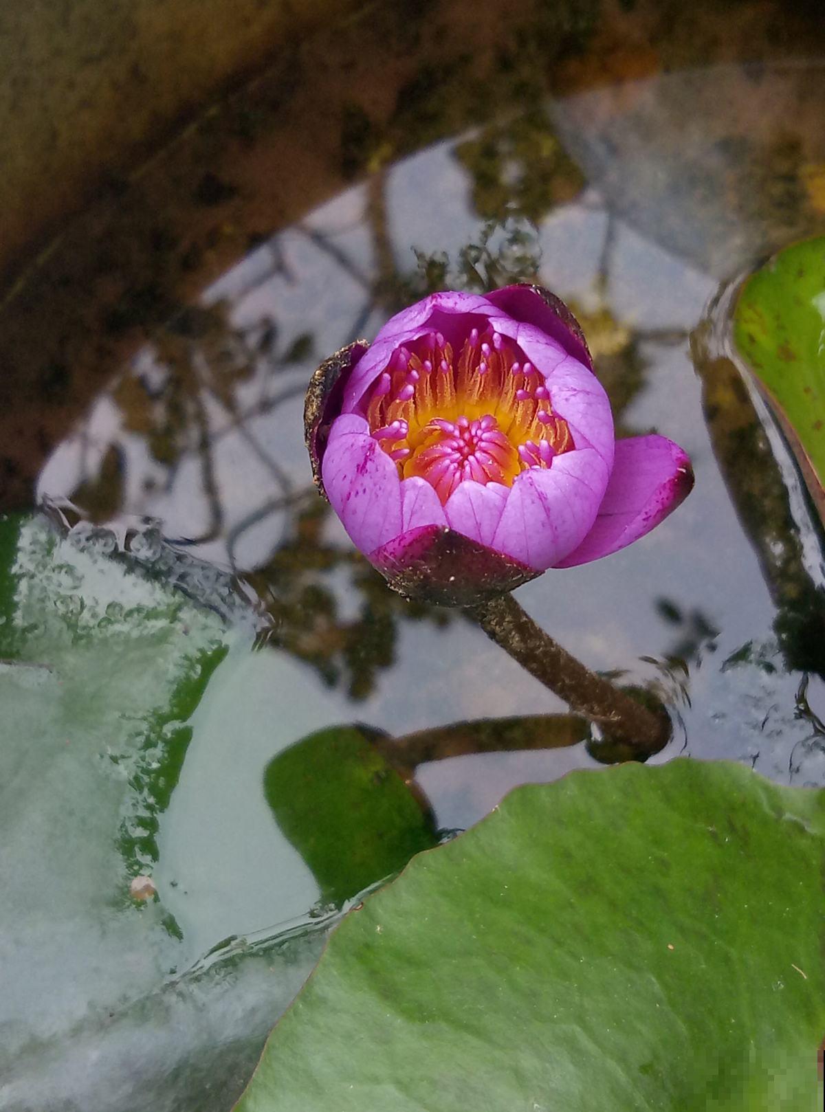 家里的花都夏眠，种这3种花，照样满盆开花