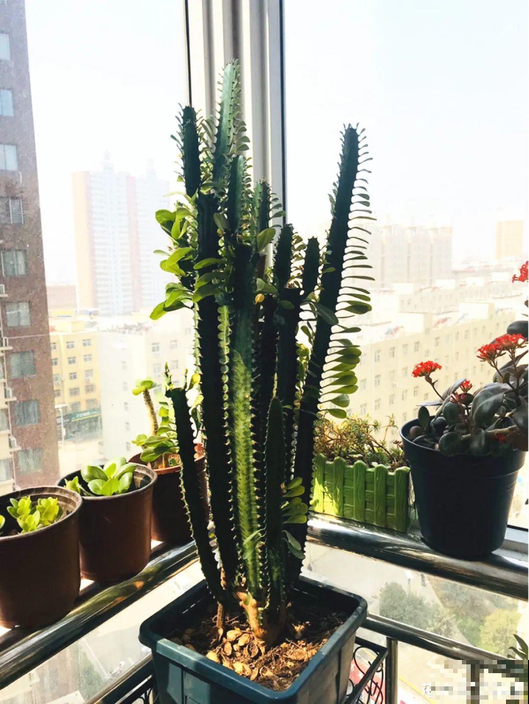 家里养8种花，独特有气质，还有满满安全感