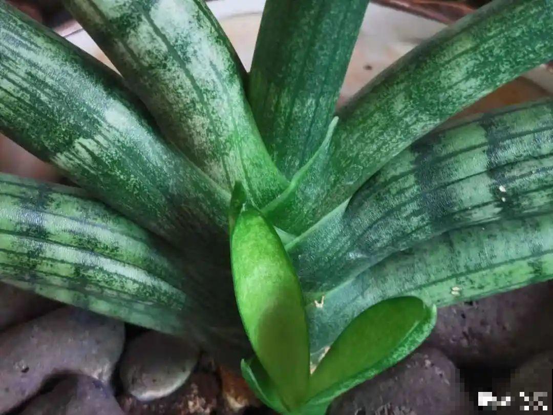 吊兰喝点淘米水，长成“爆炸头”，旺的不得了