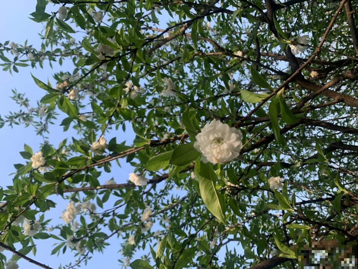 观赏桃树和食用桃树是同一种吗?走进桃树大国,揭秘桃树种类 观赏桃树和食用桃树是同一种吗?走进桃树大国,揭秘桃树种类