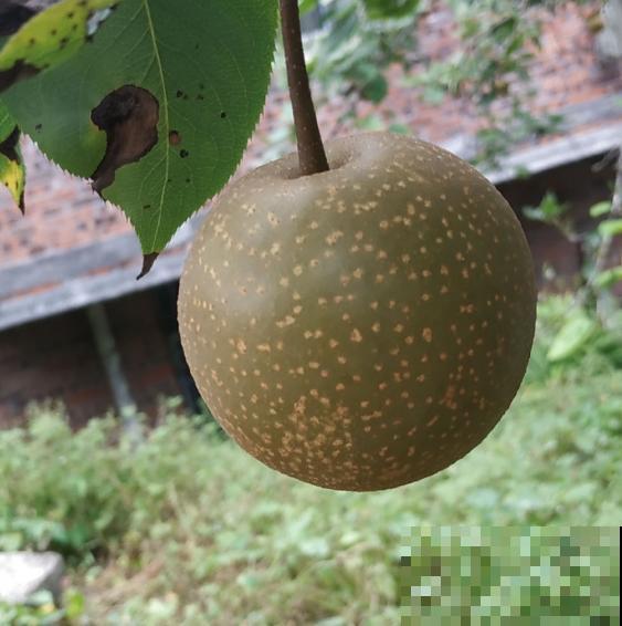 苹果VS梨，两大最常见水果，哪个种植更简单？