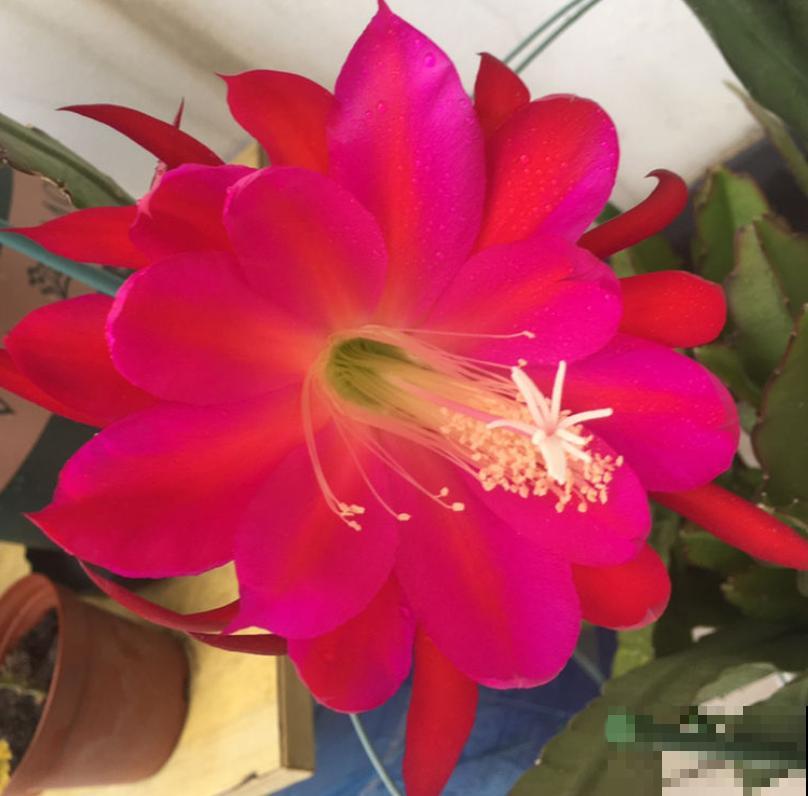 8月逛花市，看到3种花直接买回家，多晒太阳很快爆盆