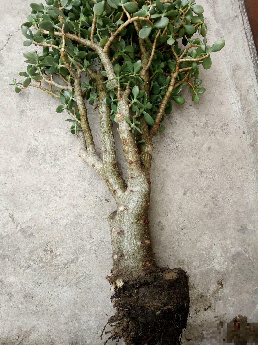 平时的“贵货花”,路边扔了一卡车,赶紧捡回家 平时的“贵货花”,路边扔了一卡车,赶紧捡回家