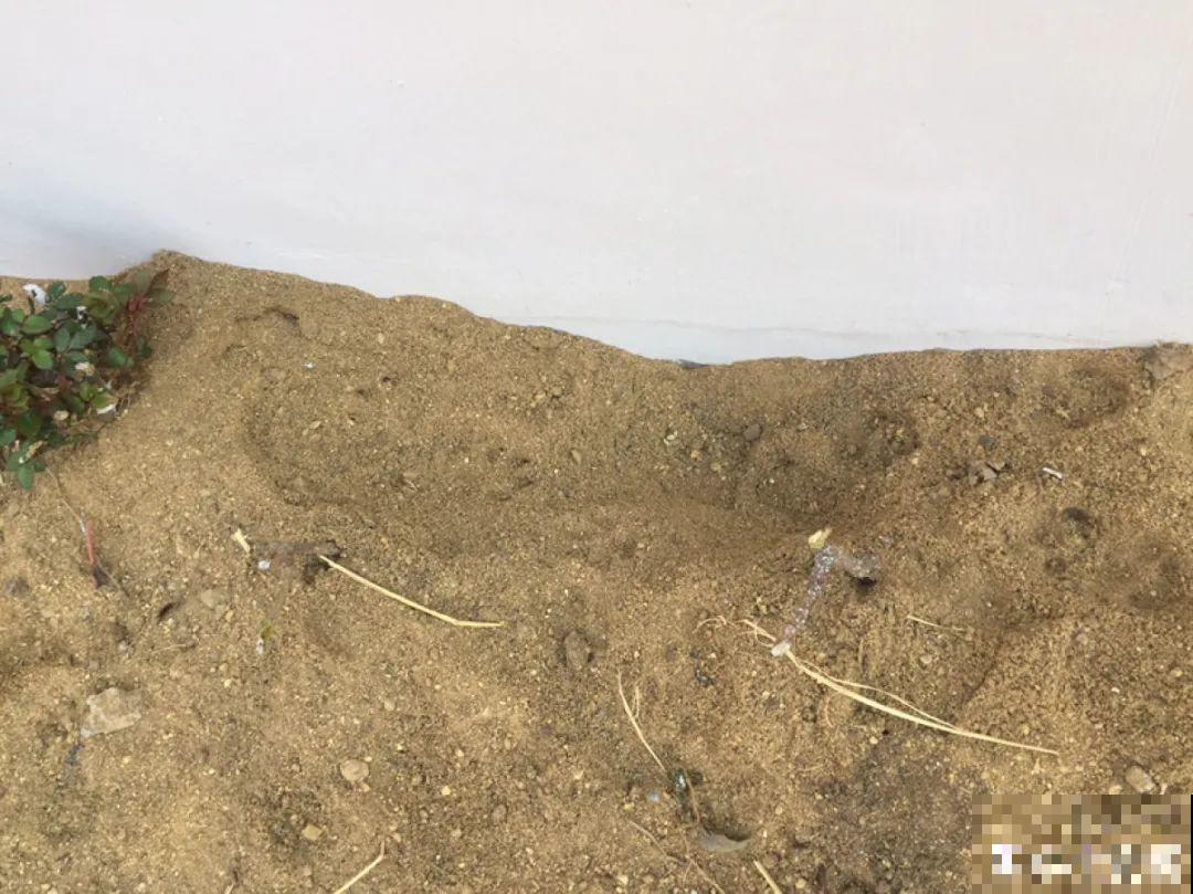 土里种个“洋葱球”,开出美艳花,香味飘满屋 土里种个“洋葱球”,开出美艳花,香味飘满屋