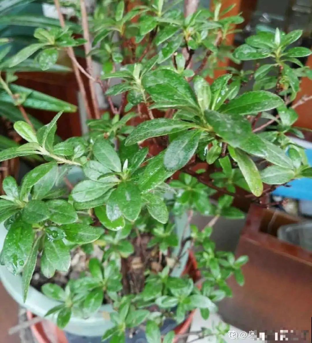 警惕秋老虎，别让你的花，度过夏天，却死在秋天