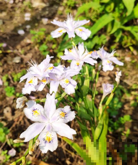趁着秋天到，赶紧种上3种花，明天春天就能开花