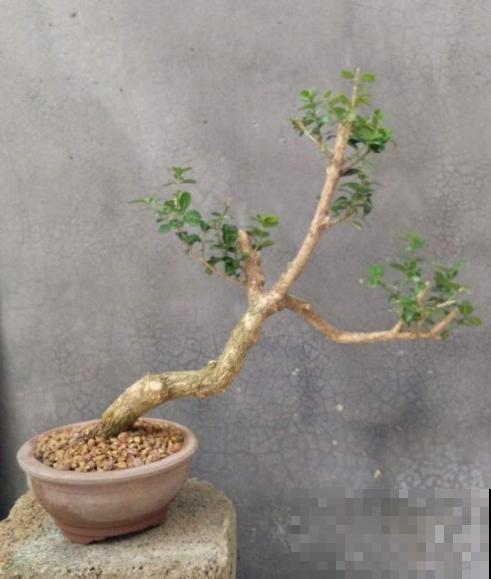 适合做盆景的植物，还得是瓜子黄杨，养护省心不麻烦
