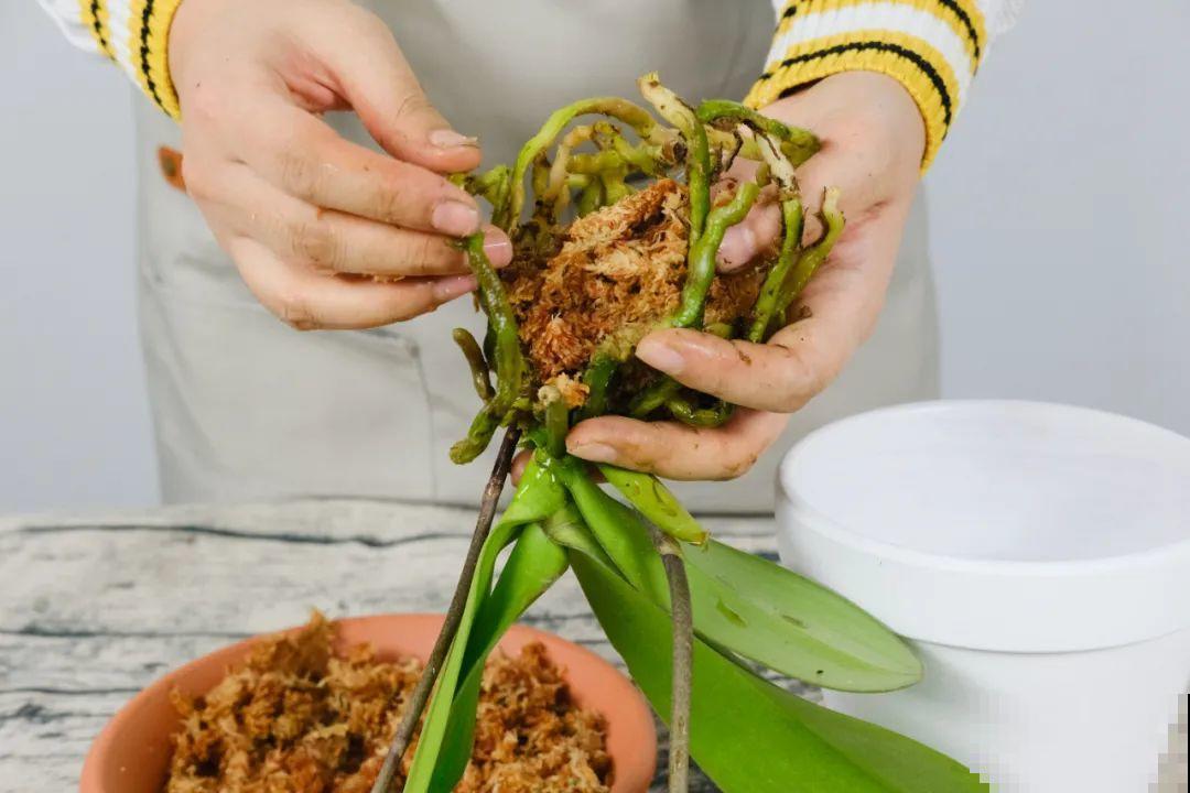 平时的“贵货花”,路边扔了一卡车,赶紧捡回家 平时的“贵货花”,路边扔了一卡车,赶紧捡回家