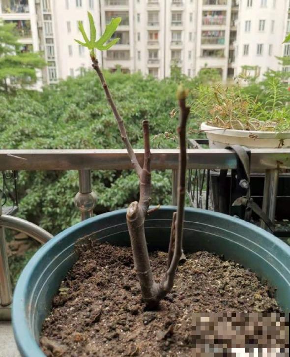 果树也能扦插，2种果树扦插方法，让你躺着摘果子