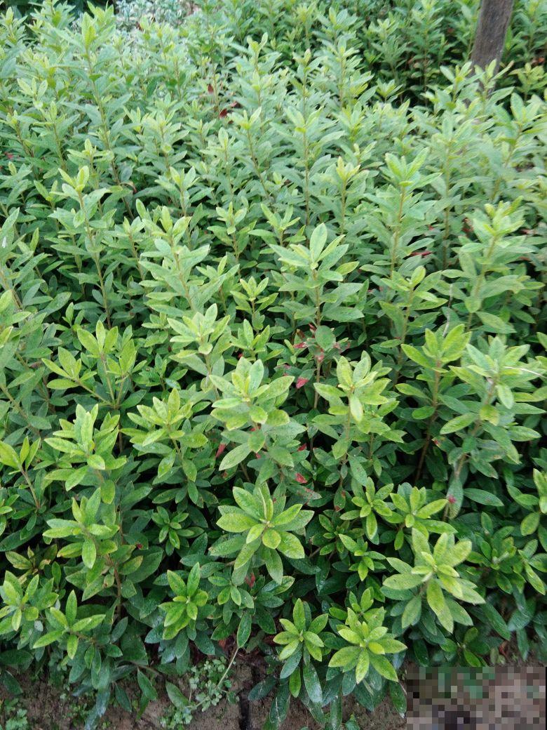 好看就能养活？5种好看但难养的花，小白难养活