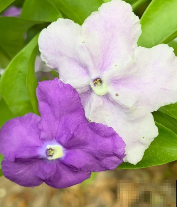 植物中的“变脸怪”，一天的时间就变色，究竟是为啥