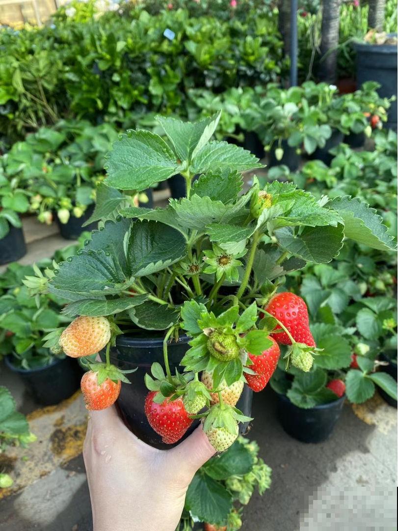种草莓，做好这6步，颜色通红，甜过奶油