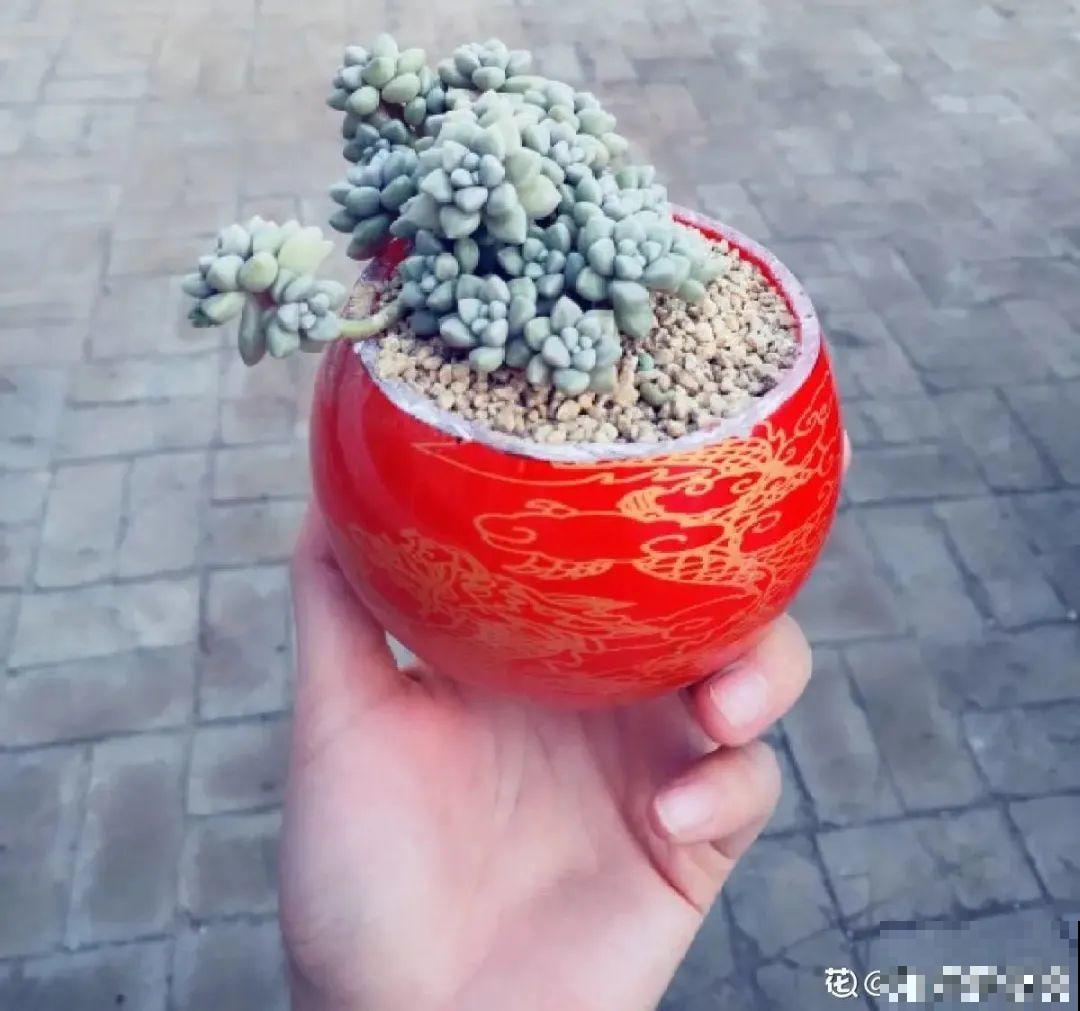 酒瓶子别扔，拿来种多肉，时髦又省钱