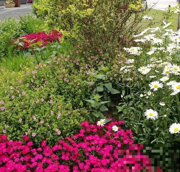 绿化带“壕”无人性，10万块的花堆一起，你认识几个？