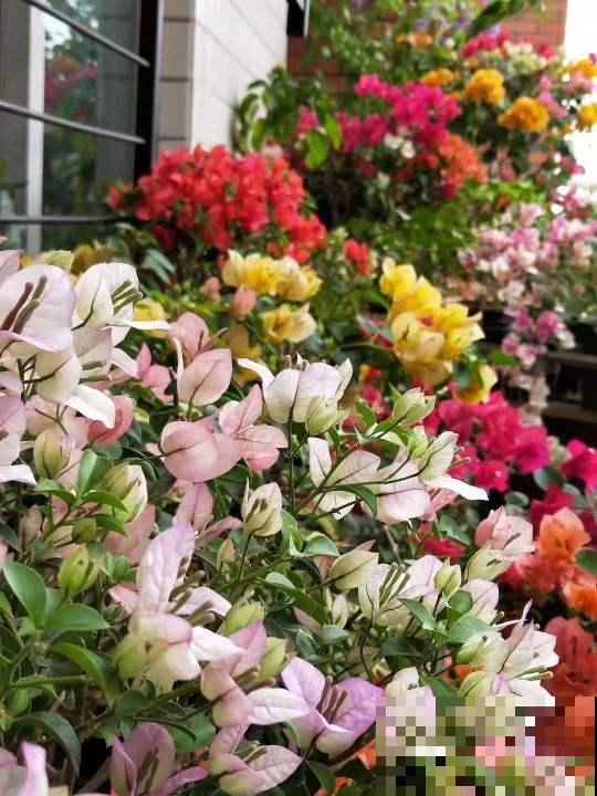 耐旱皮实的三角梅，一年能开大半年，真怕累坏它