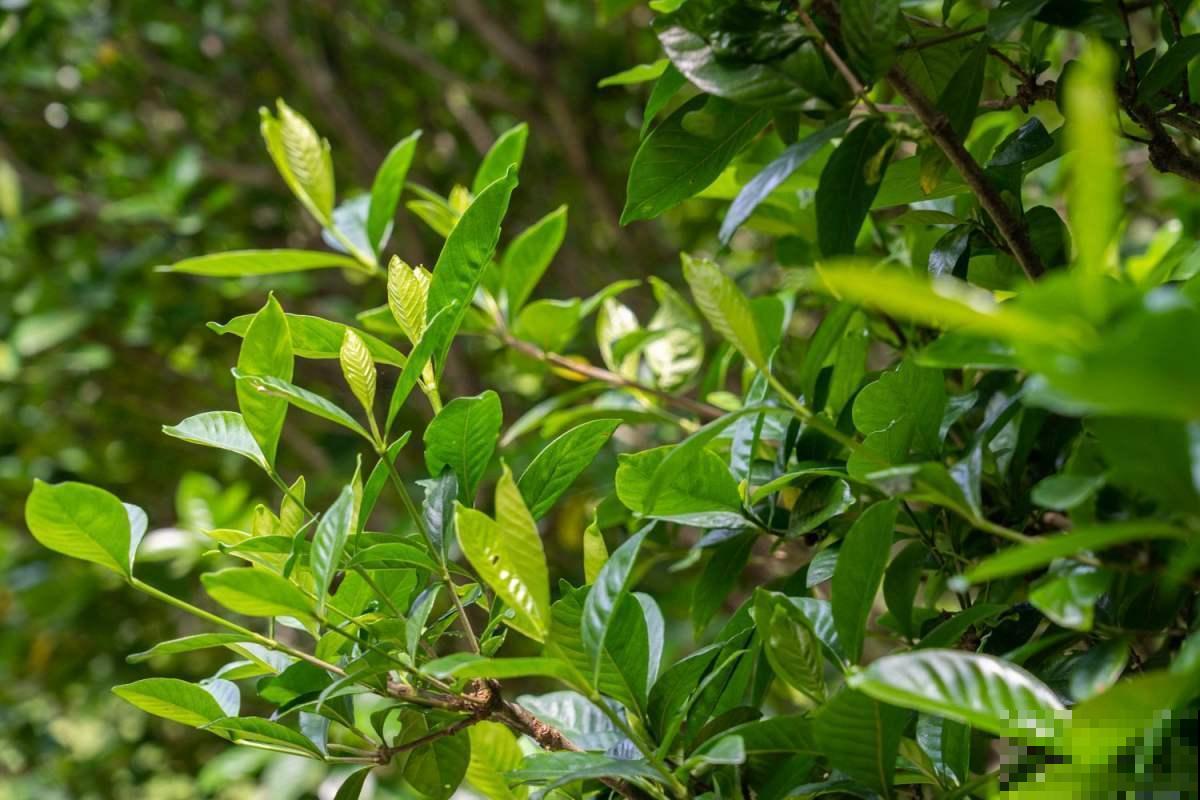 好看就能养活？5种好看但难养的花，小白难养活