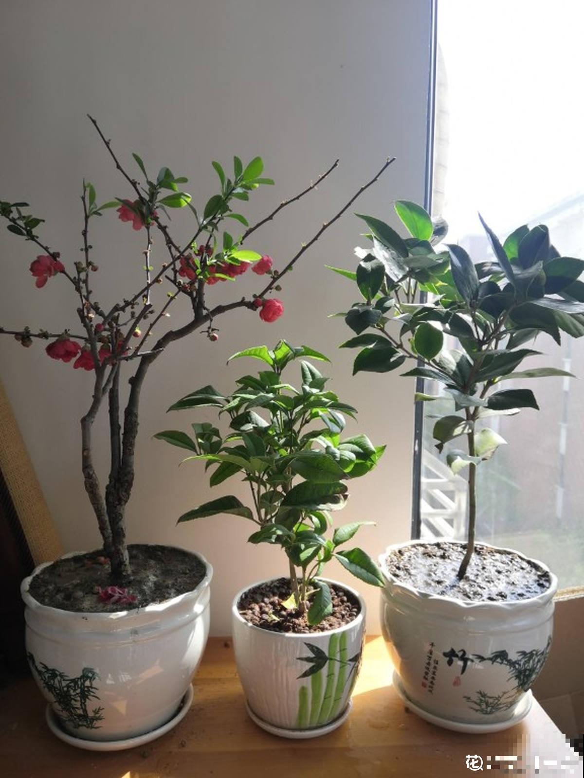 夏天浇水难，多浇少浇都不行，掌握3“不要”，植物还能继续长